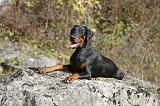 DOBERMANN 421